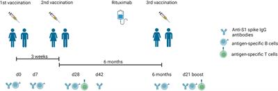 Persistent but atypical germinal center reaction among 3rd SARS-CoV-2 vaccination after rituximab exposure